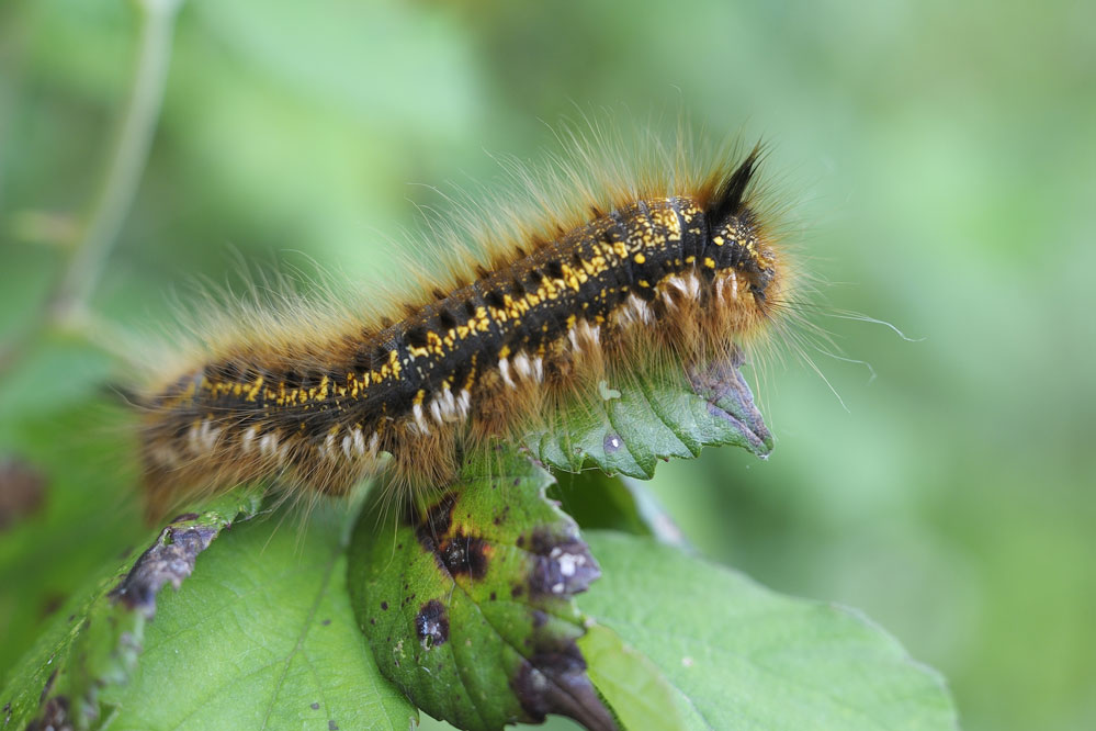 La Buveuse (chenille)