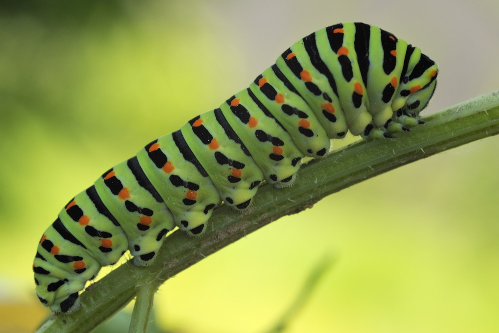 Chenille de machaon 