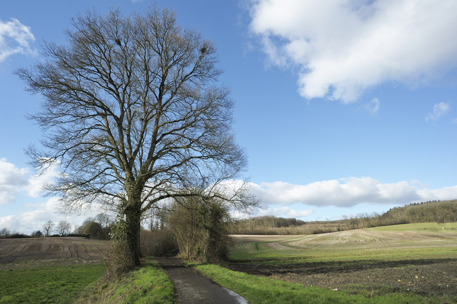 Paysage du perche