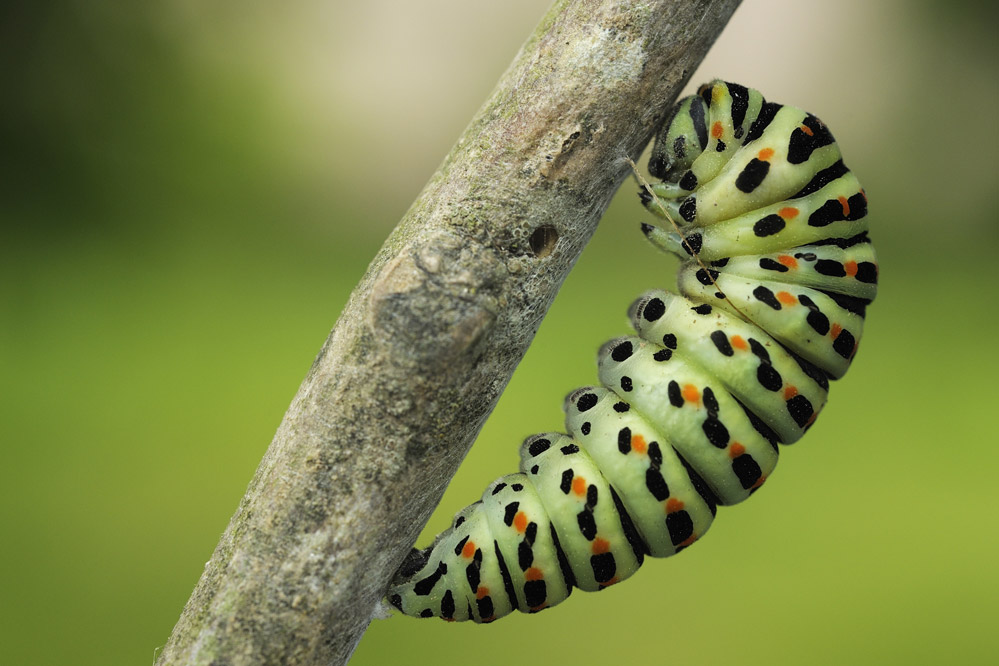 Chenille tissant son fil de nymphose .