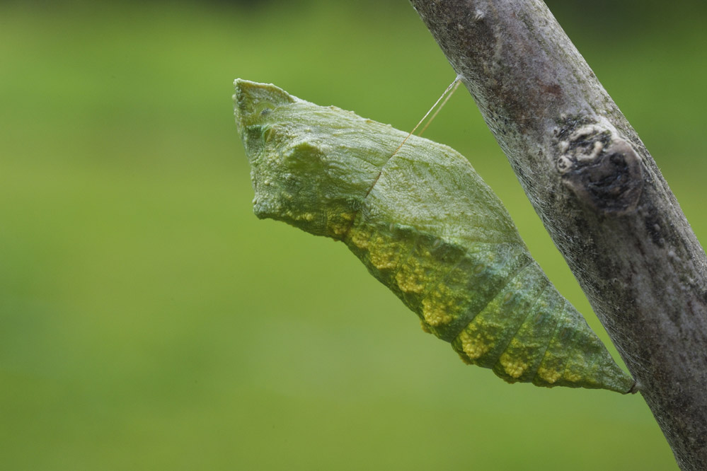 Chrysalide terminée.