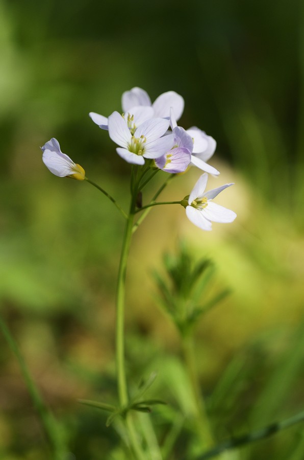 Cardamine