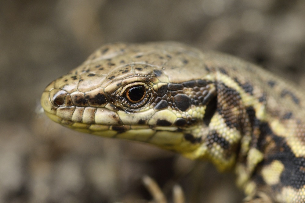 Lézard des murailles