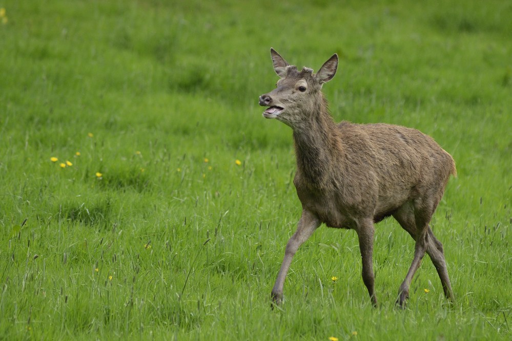 Jeune cerf qui a perdu ses bois.