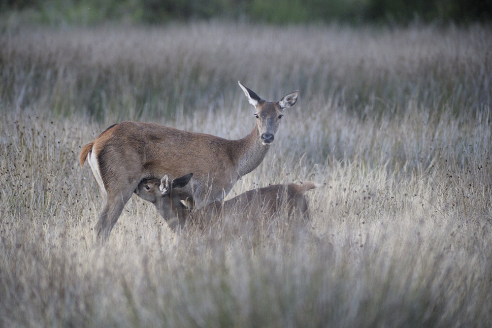 Biche et son faon.