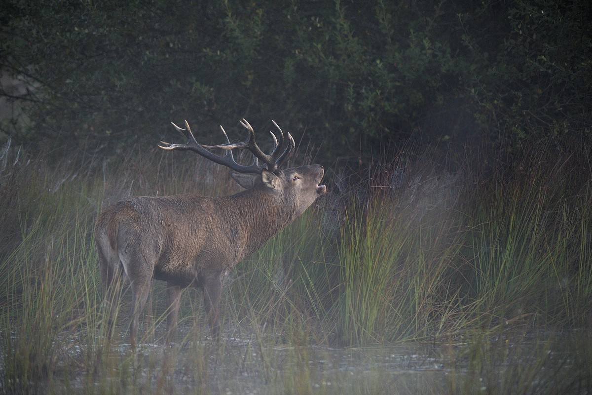 Cerf au brame.