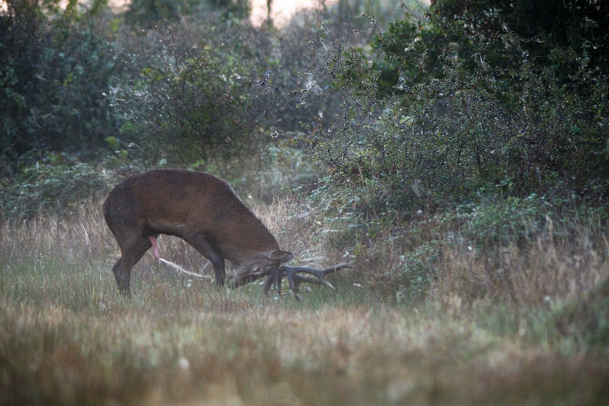 Cerf au brame.