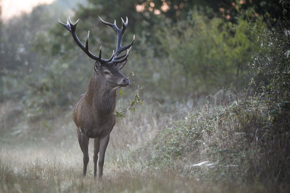 Cerf.