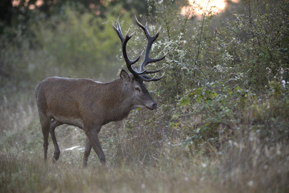 Cerf élaphe