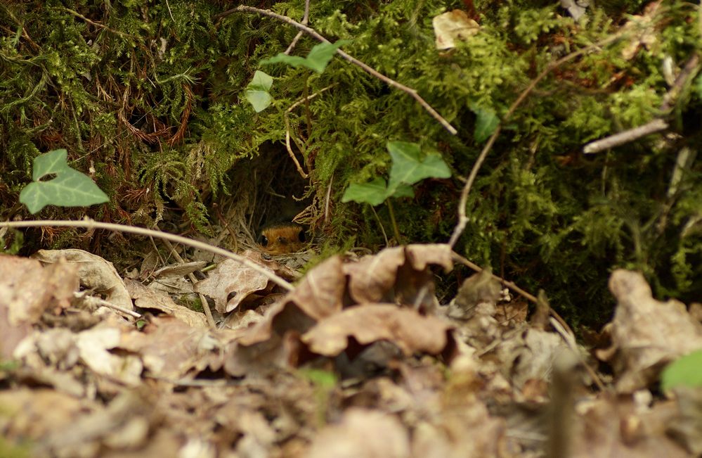 Rouge-gorge couvant dans son nid au sol.