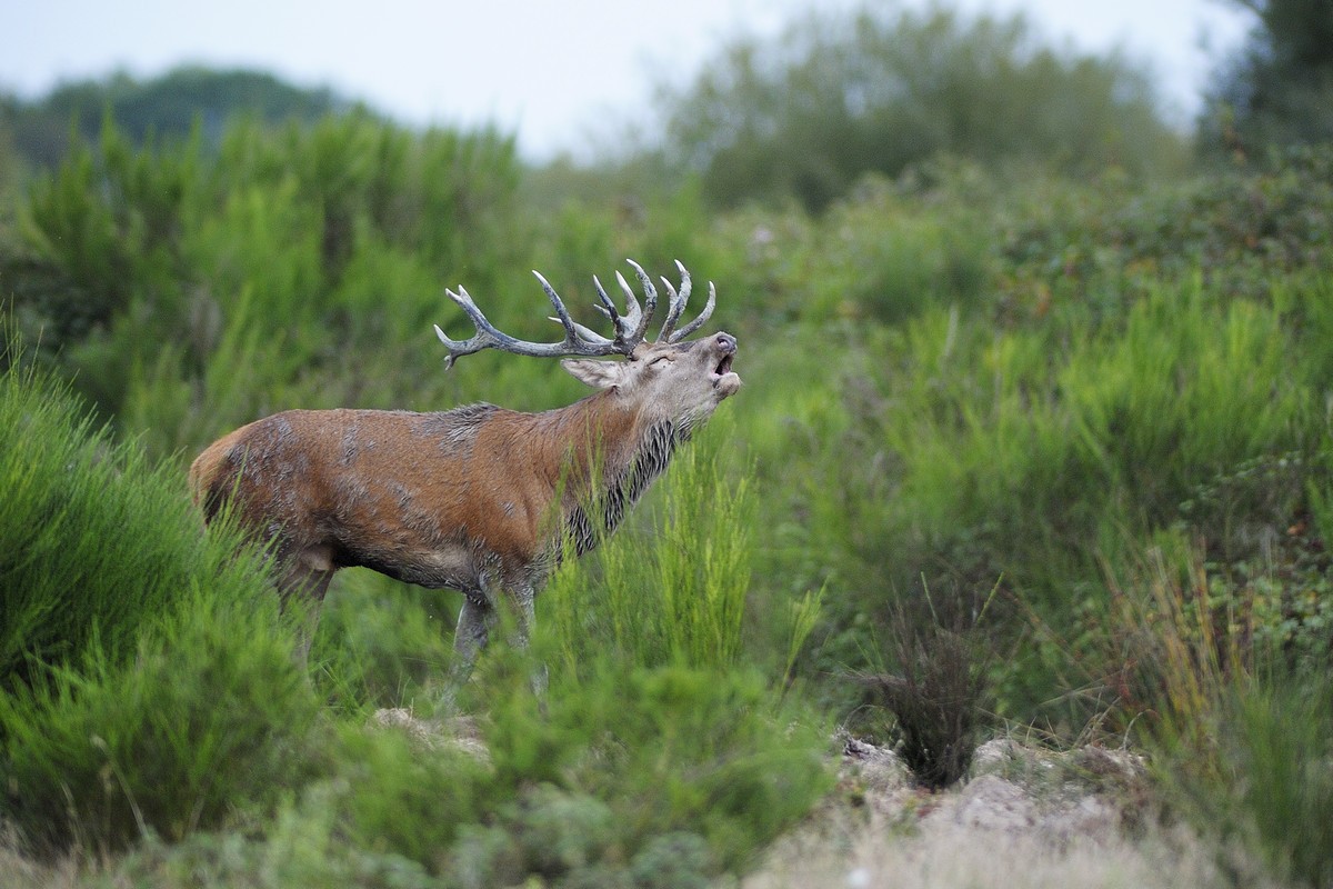 Cerf au brame.