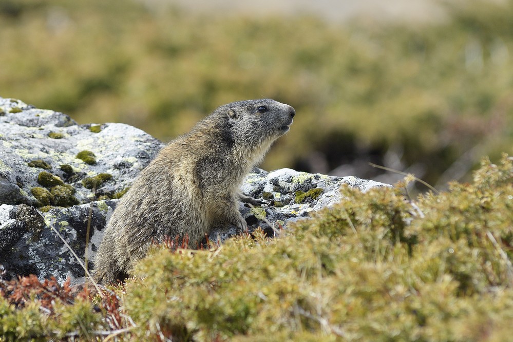 Jeune marmotte.