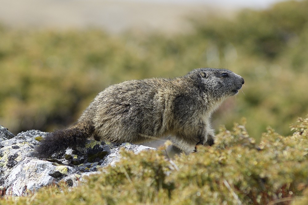 Jeune marmotte.