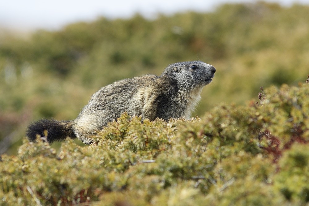 Jeune marmotte.