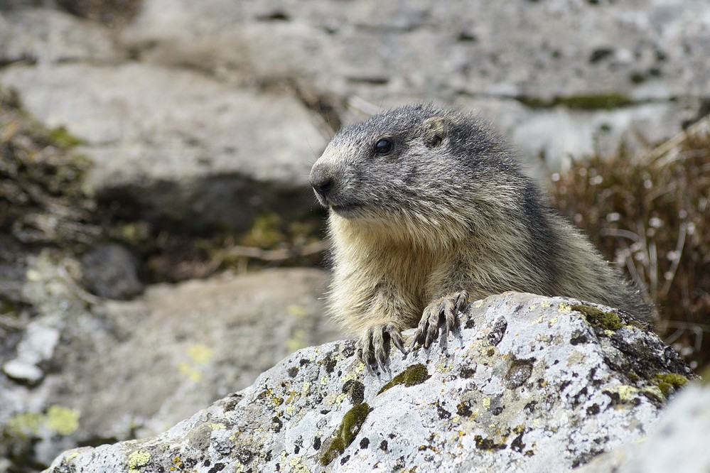 Marmotte.