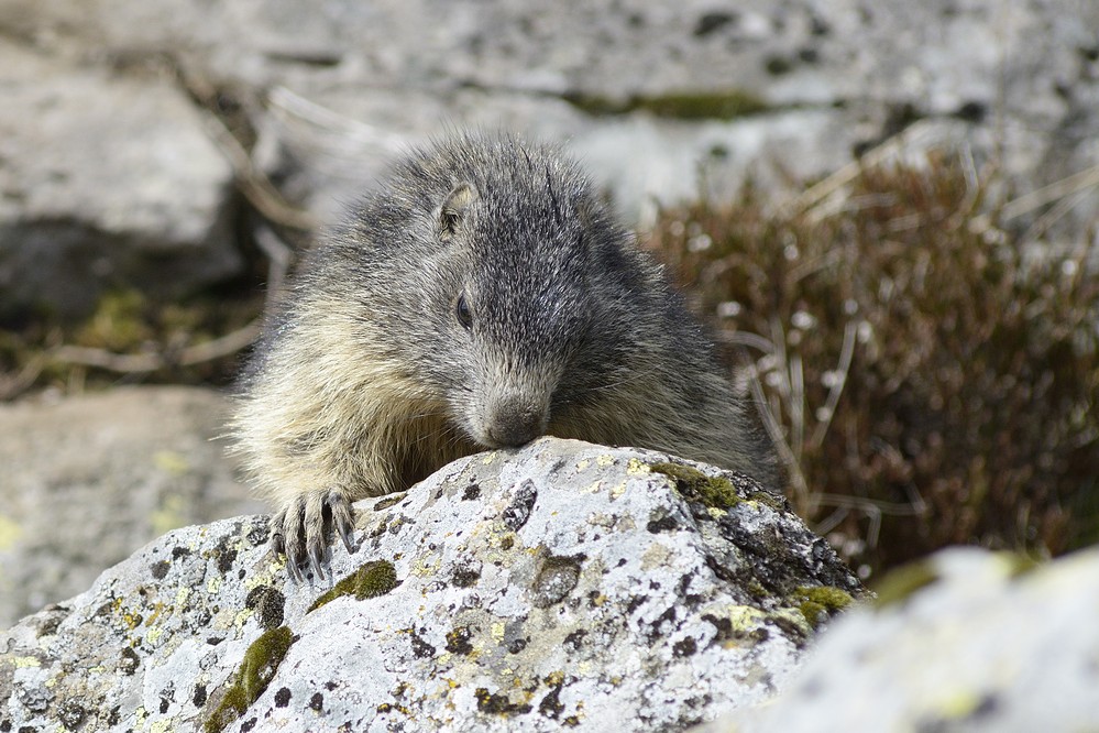 Jeune marmotte.