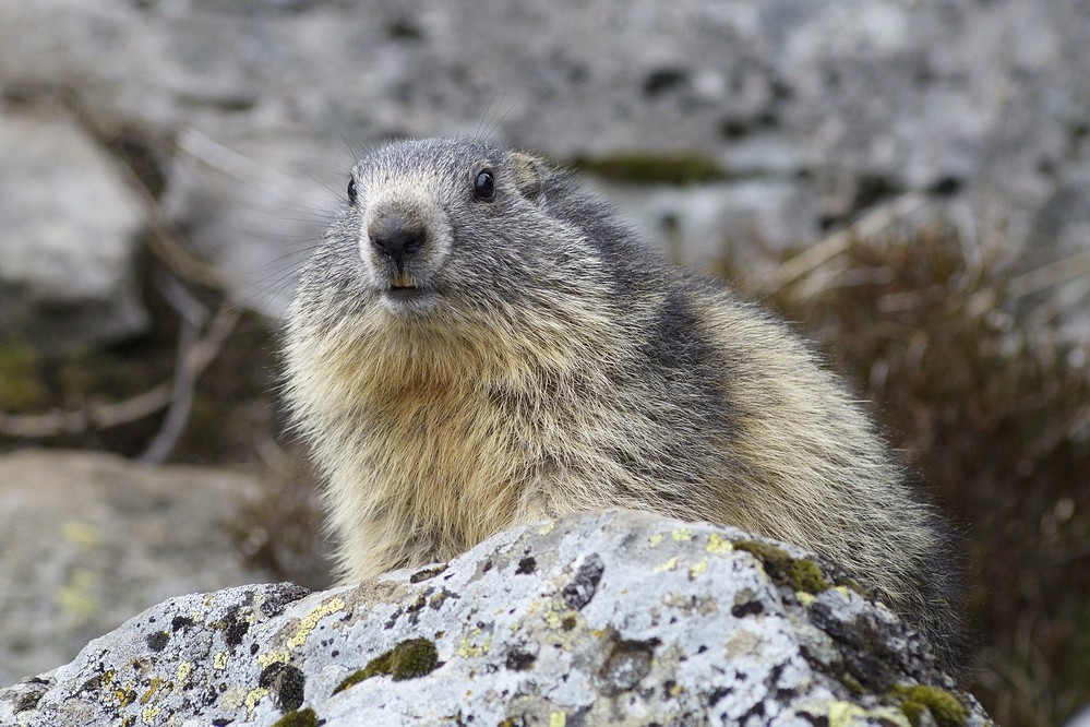 Jeune marmotte.