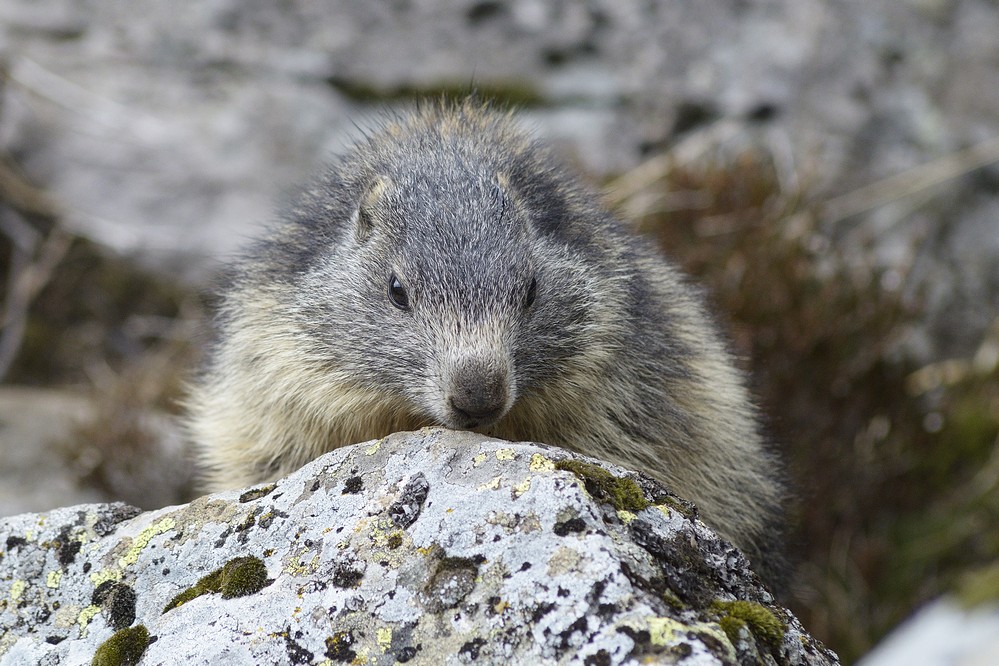 Jeune marmotte.