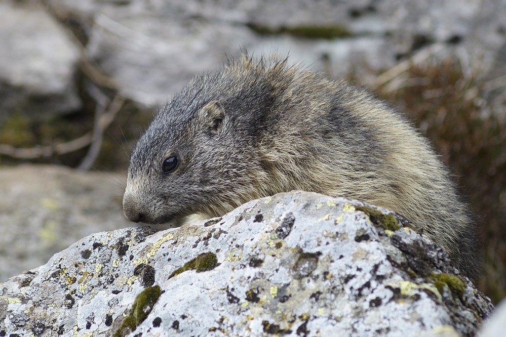 Jeune marmotte.