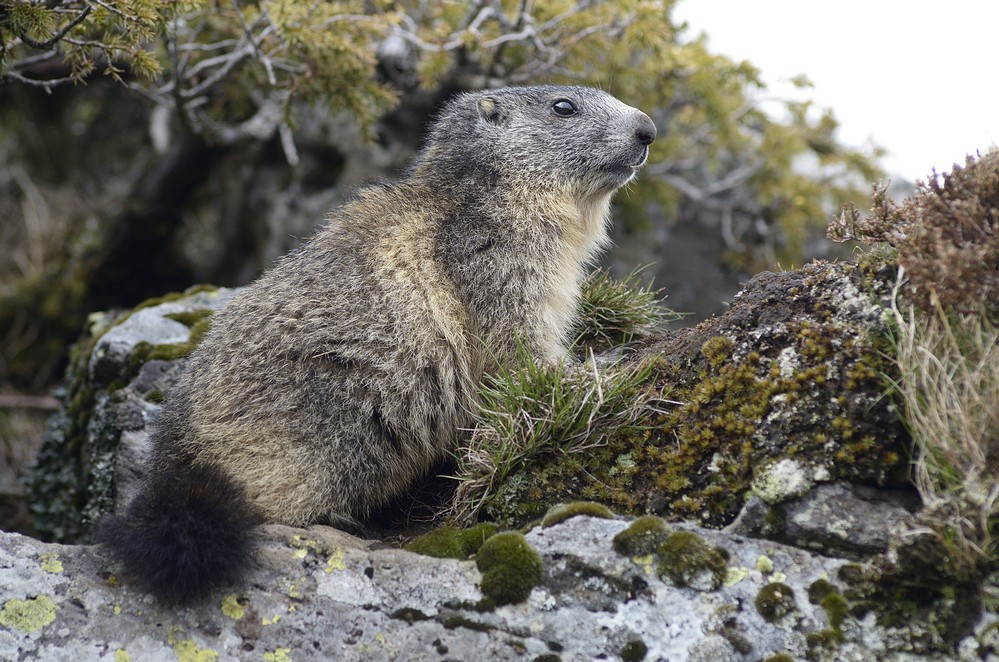 Jeune marmotte.