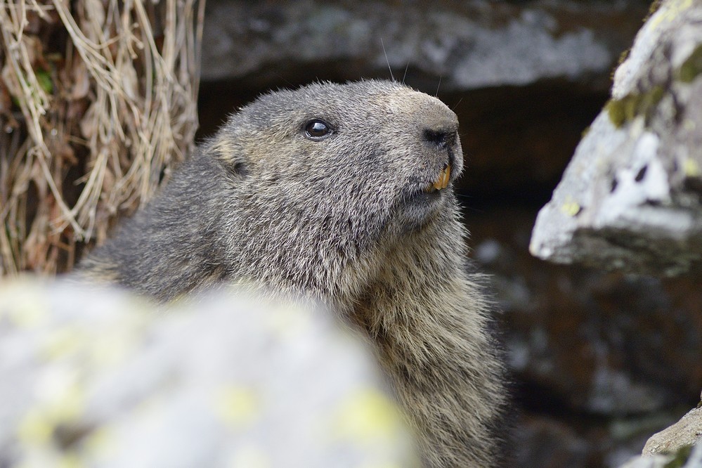 Marmotte adulte.