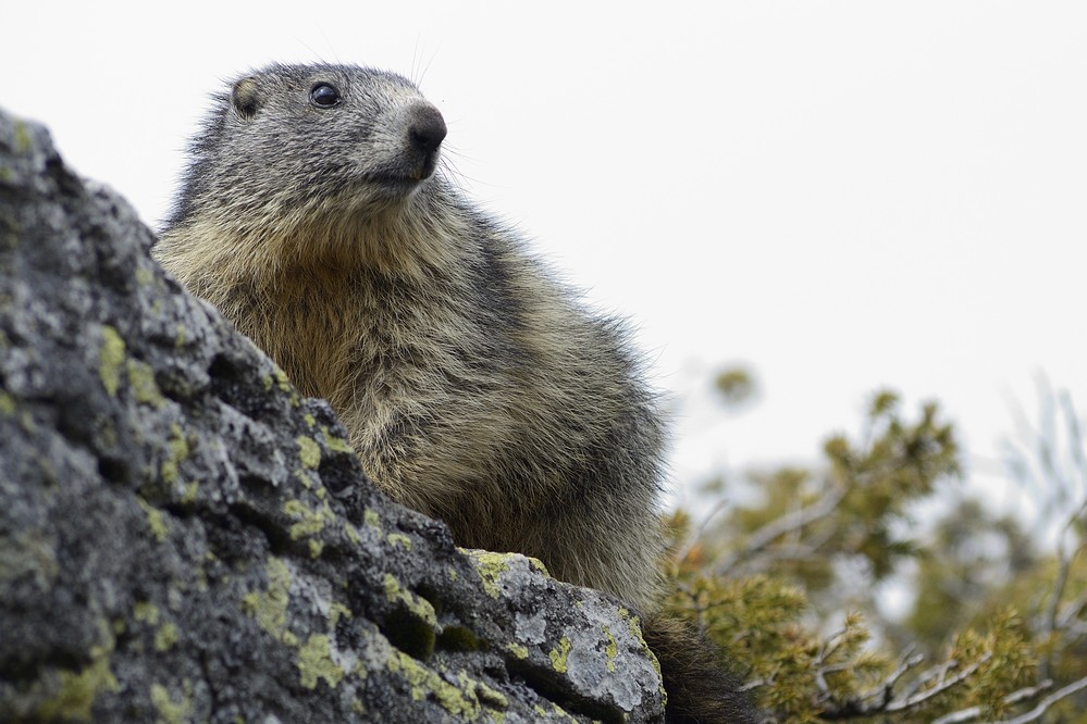 Jeune marmotte.