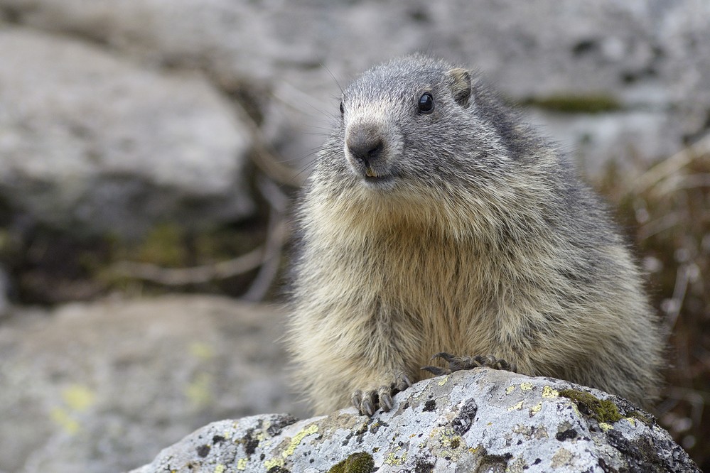 Marmotte.