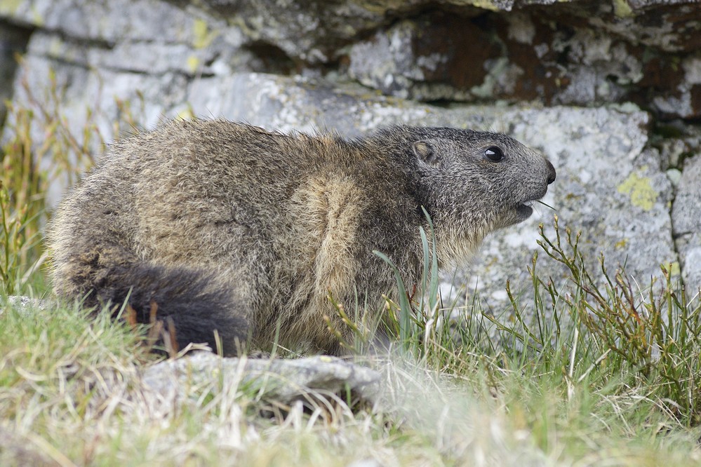 Jeune marmotte.