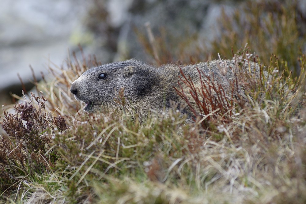 Jeune marmotte.