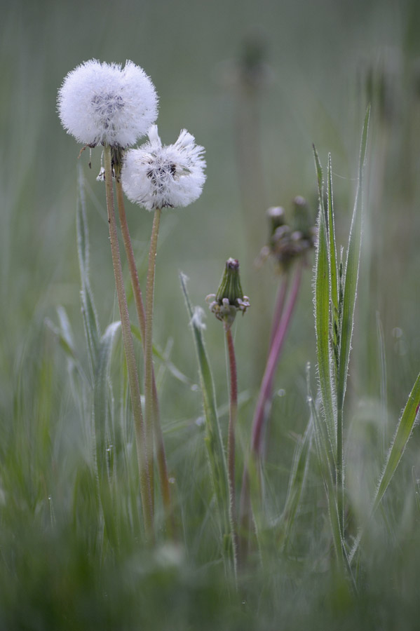 Fleurs de pissenlit dans la rosée