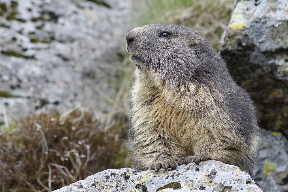 Marmotte.