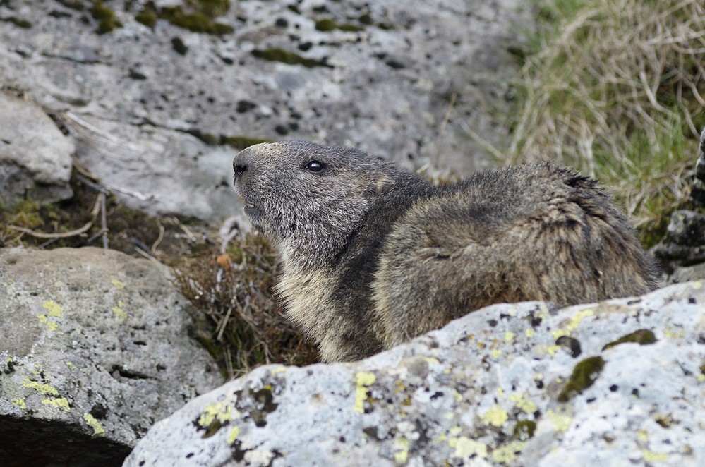 Marmotte adulte.