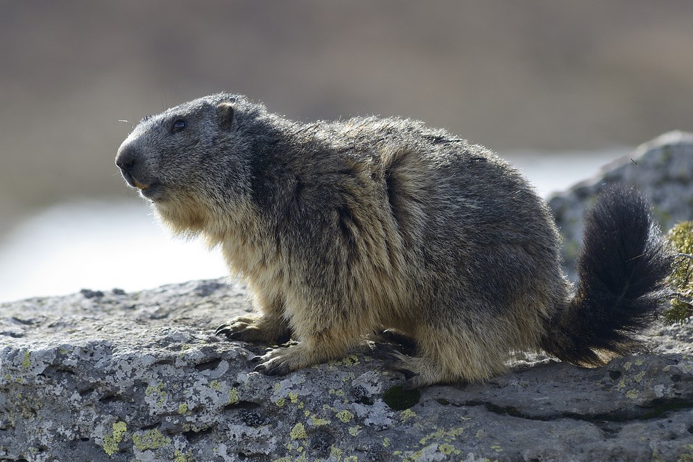 Marmotte.