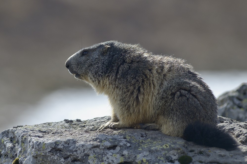 Marmotte adulte.