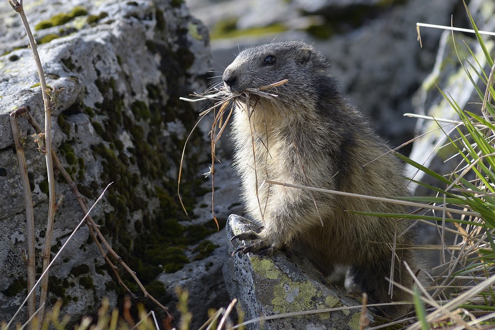 Jeune marmotte.