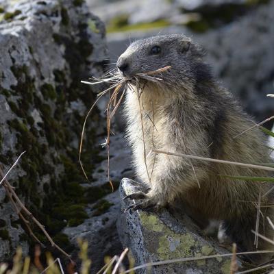 Les marmottes sont réveillées ( diaporama).