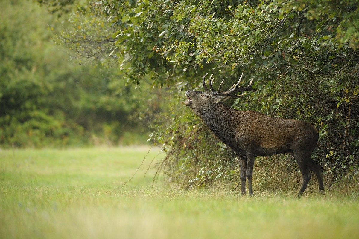 Cerf au brame.