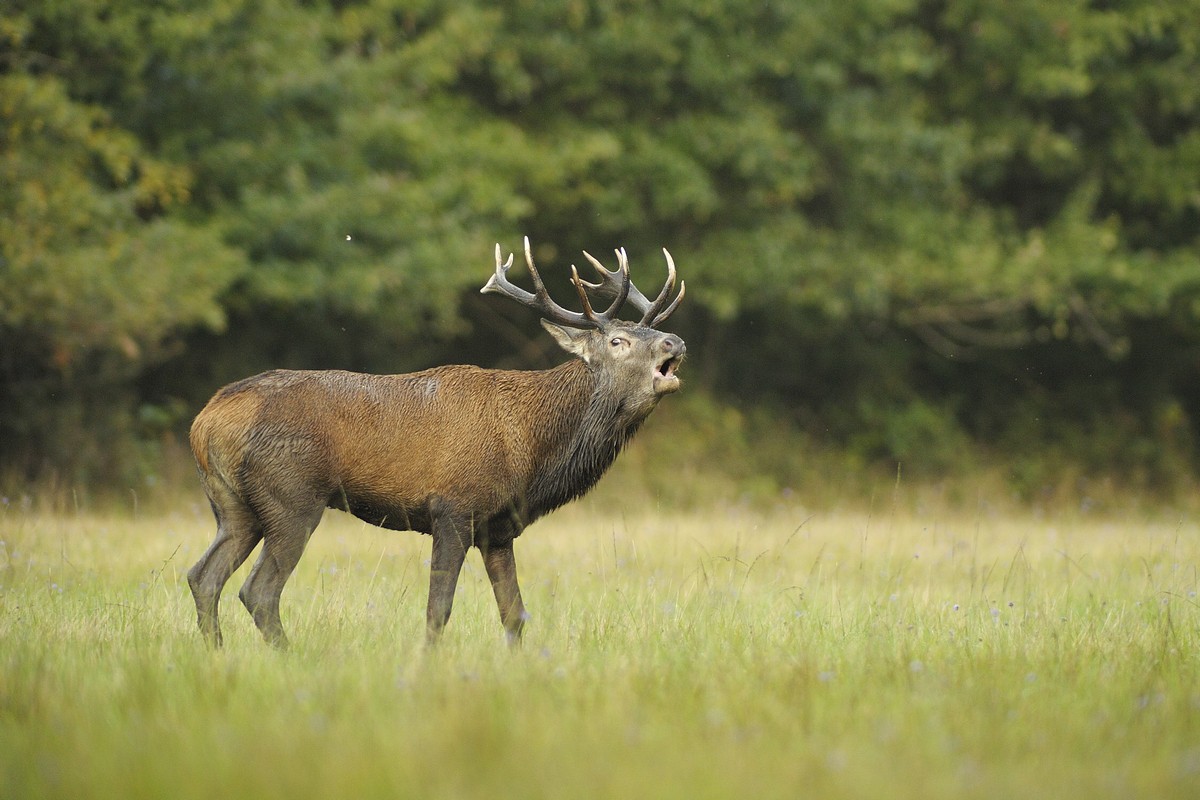 Cerf au brame.