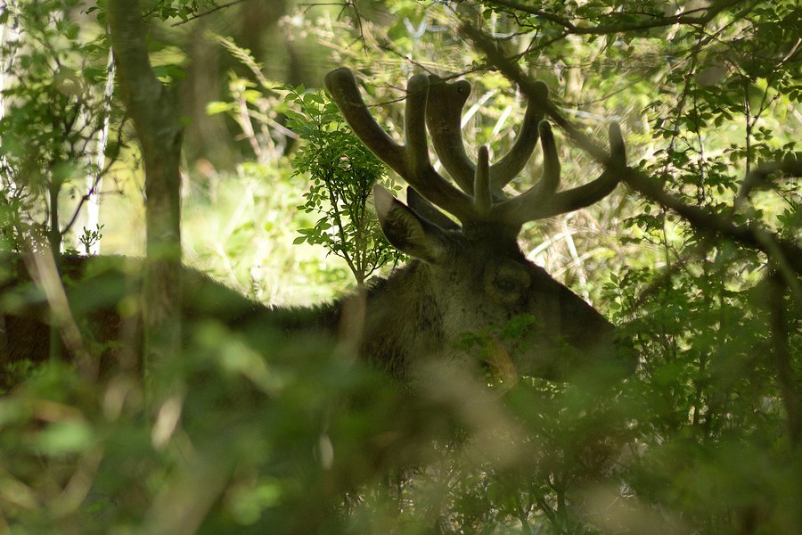 Cerf en velours dans la végétation.