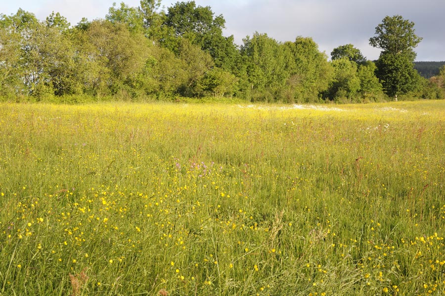 Prairie naturelle fleurie