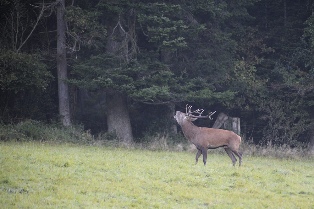 Cerf au brame.