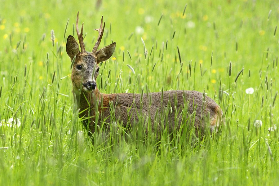 Brocard dans une prairie