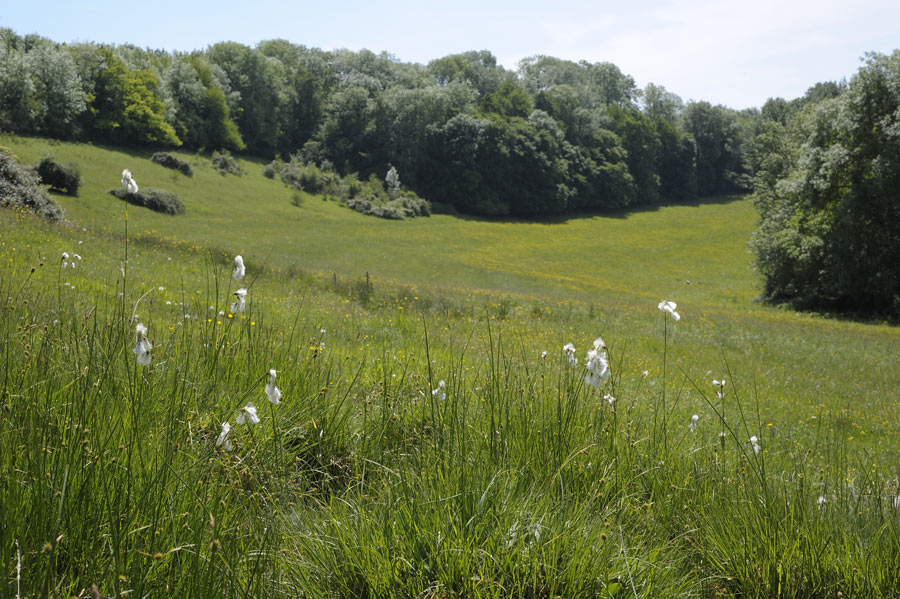 Des linaigrettes sur un coteau du perche.