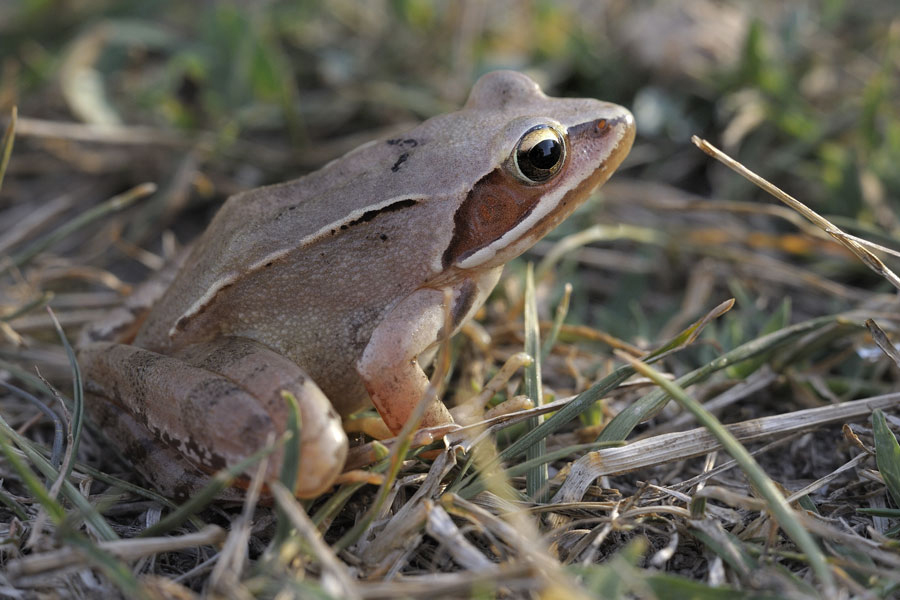 Grenouille agile