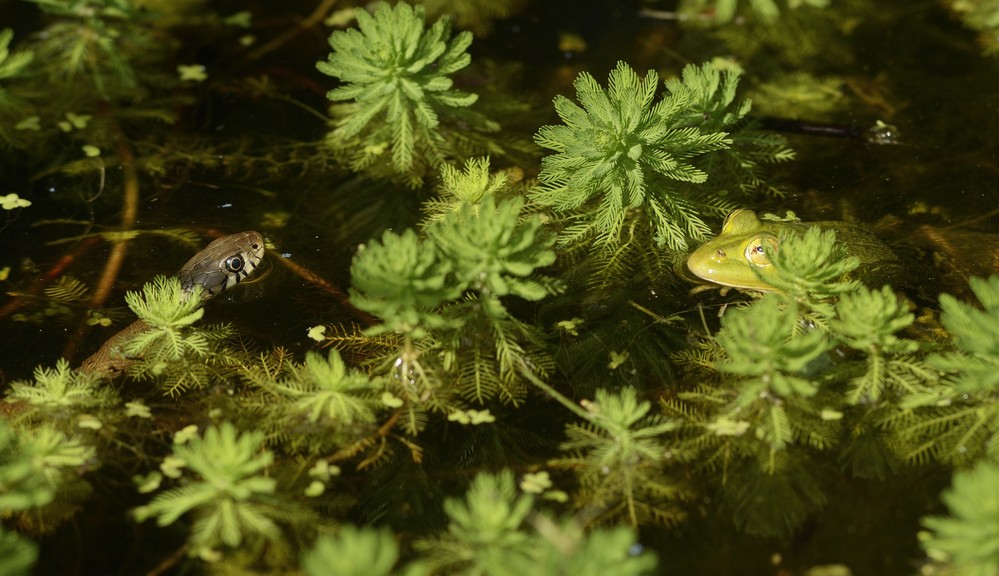 Couleuvre à collier face à une grenouille verte