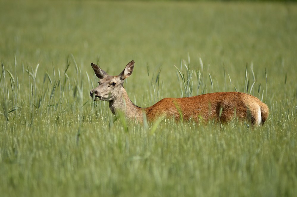 Biche dans un champ de céréales