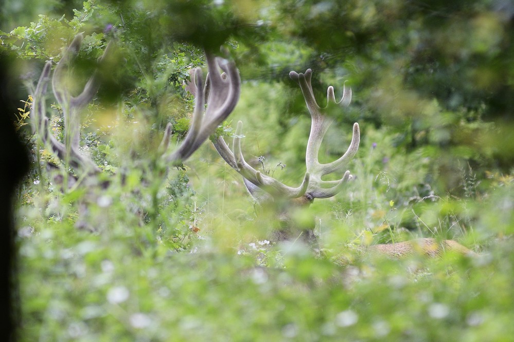 Deux compagnons de velours.