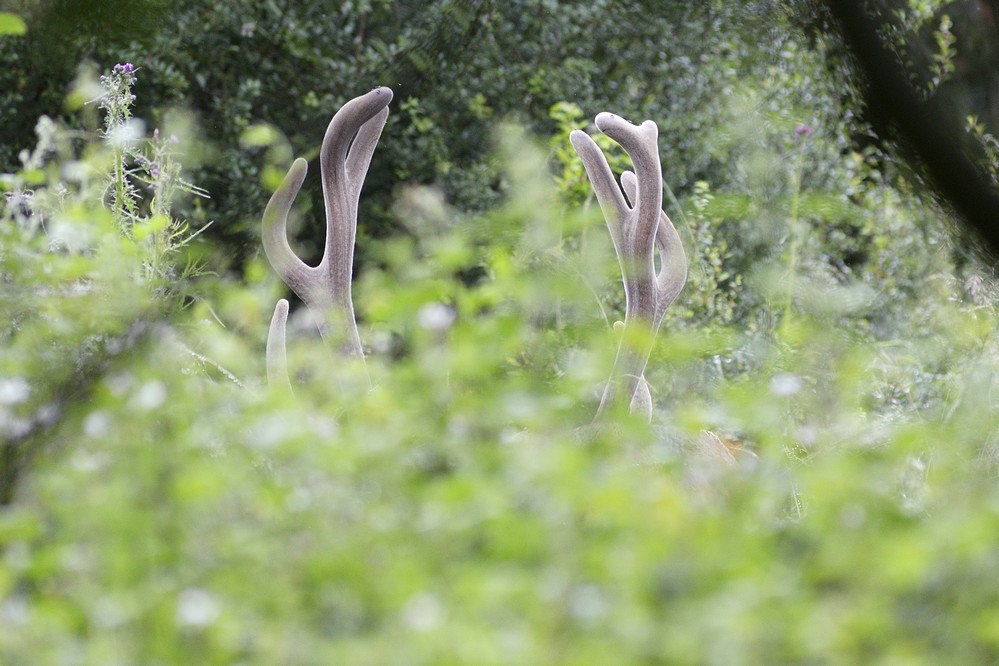 Cerf caché dans la végétation.