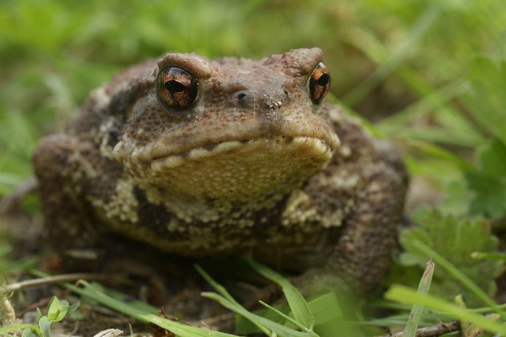 Crapaud commun épineux