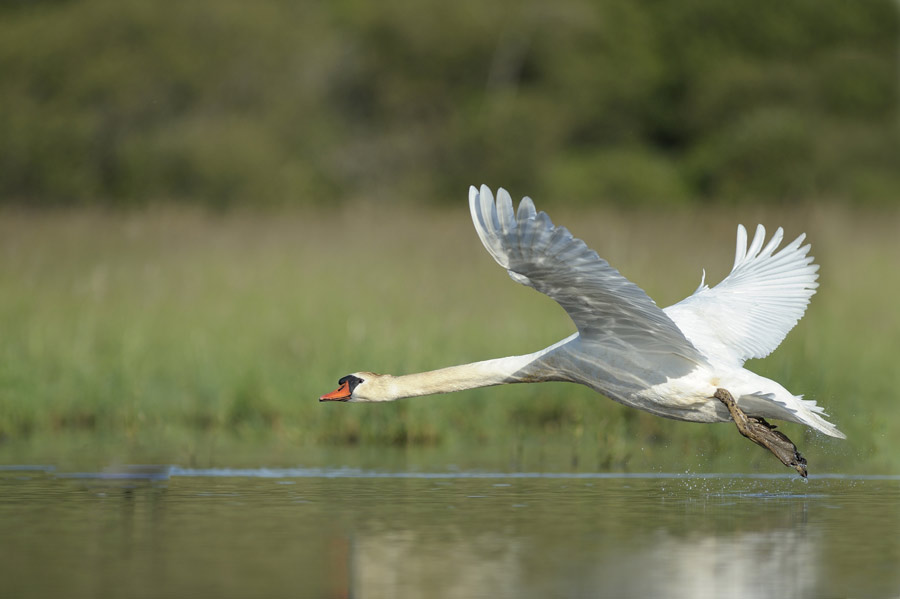 Cygne tuberculé